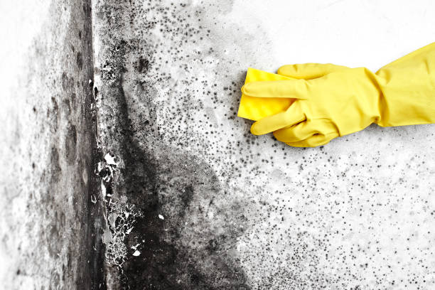 Best Affordable Mold Removal  in Devens, MA