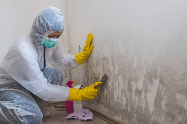 Best Mold Removal Company Near Me  in Devens, MA
