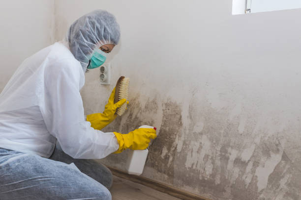 Trusted Devens, MA Mold Removal Experts