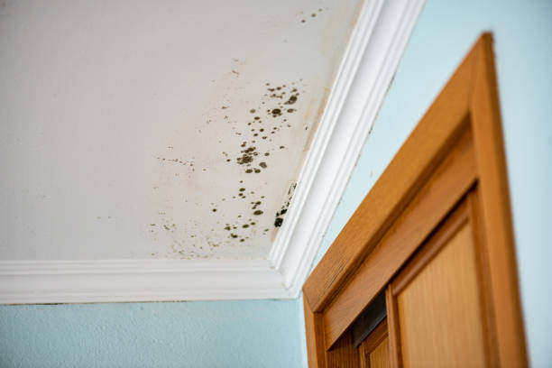 Best Water Damage Restoration  in Devens, MA