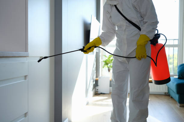 Best Best Mold Removal Companies  in Devens, MA