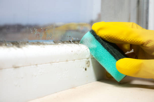 Best Home Mold Removal  in Devens, MA