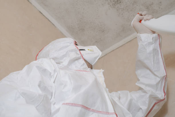 Best Same-Day Mold Removal  in Devens, MA