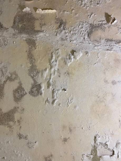 Best Emergency Mold Removal  in Devens, MA