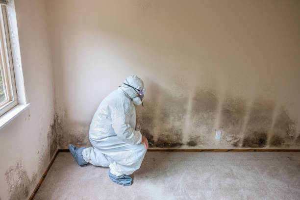 Best Mold Cleaning Services  in Devens, MA
