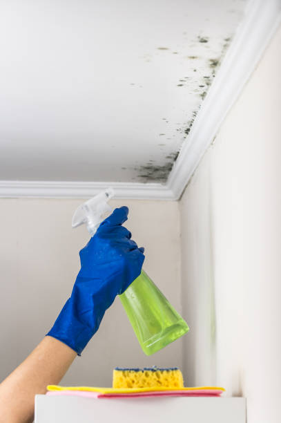 Best Mold Remediation  in Devens, MA