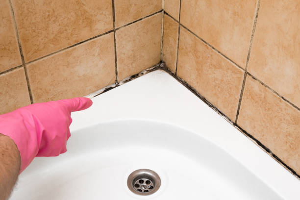 Home Mold Removal in Devens, MA