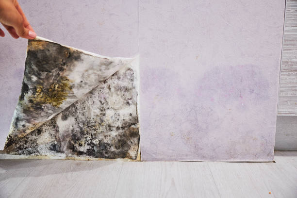 Best Office Mold Removal Services  in Devens, MA